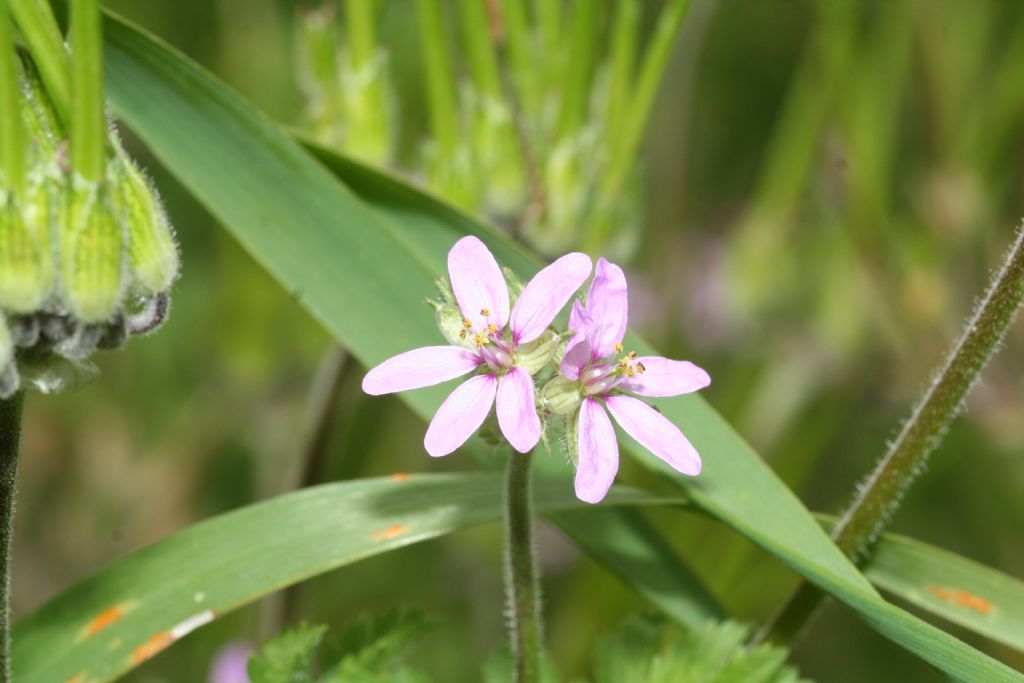 Geranium ?  No,  Erodium sp.
